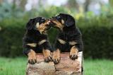 ROTTWEILER 372